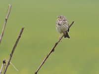 Emberiza calandra 38, Grauwe gors, Saxifraga-Tom Heijnen