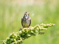 Emberiza calandra 43, Grauwe gors, Saxifraga-Bart Vastenhouw