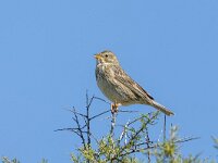 Emberiza calandra 46, Grauwe gors, Saxifraga-Bart Heijne : 2024, Barranco de Cabezogancho, Emberiza calandra, Las Bárdenas Reales, Navarra, Spanje, april, grauwe gors, vakantie, vogel, voorjaar