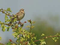 Emberiza calandra 47, Grauwe gors, Saxifraga-Mark Zekhuis
