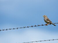 Emberiza calandra 50, Grauwe gors, adult, Saxifraga-Theo Verstrael