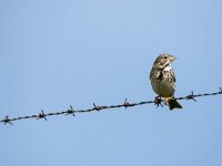 Emberiza calandra 51, Grauwe gors, adult, Saxifraga-Theo Verstrael