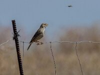 Emberiza calandra 53, Grauwe gors, adult, Saxifraga-Theo Verstrael