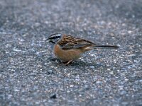 Emberiza cia 6, Grijze gors, Saxifraga-Jan van der Straaten