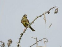 Emberiza cirlus 11, Cirlgors, adult man, Saxifraga-Theo Verstrael