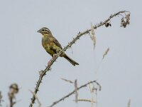 Emberiza cirlus 12, Cirlgors, adult man, Saxifraga-Theo Verstrael