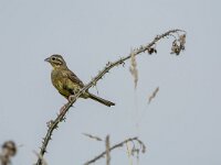 Emberiza cirlus 13, Cirlgors, adult man, Saxifraga-Theo Verstrael