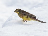 Emberiza citrinella 102, Geelgors, Saxifraga-Mark Zekhuis