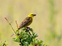 Emberiza citrinella 105, Geelgors, Saxifraga-Bart Vastenhouw