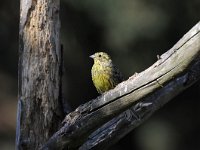 Emberiza citrinella 55, Geelgors, Saxifrag-Luuk Vermeer