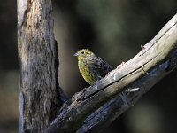 Emberiza citrinella 56, Geelgors, Saxifrag-Luuk Vermeer