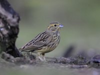 Emberiza citrinella 57, Geelgors, Saxifrag-Luuk Vermeer