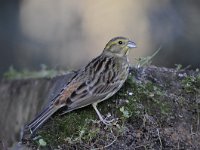 Emberiza citrinella 59, Geelgors, Saxifrag-Luuk Vermeer