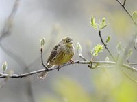 Emberiza citrinella 64, Geelgors, Saxifrag-Luuk Vermeer