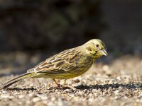 Emberiza citrinella 69, Geelgors, Saxifraga-Jan Nijendijk