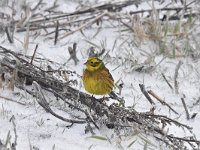 Emberiza citrinella 75, Geelgors, Saxifrag-Luuk Vermeer