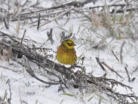 Emberiza citrinella 76, Geelgors, Saxifrag-Luuk Vermeer