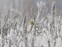 Emberiza citrinella 77, Geelgors, Saxifrag-Luuk Vermeer