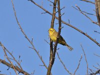 Emberiza citrinella 81, Geelgors, Saxifrag-Luuk Vermeer