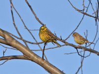 Emberiza citrinella 82, Geelgors, Saxifrag-Luuk Vermeer