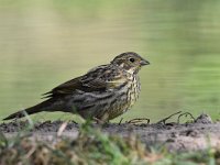 Emberiza citrinella 85, Geelgors, Saxifrag-Luuk Vermeer