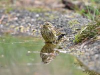 Emberiza citrinella 90, Geelgors, Saxifrag-Luuk Vermeer