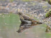 Emberiza citrinella 93, Geelgors, Saxifrag-Luuk Vermeer