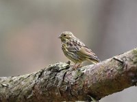 Emberiza citrinella 96, Geelgors, Saxifrag-Luuk Vermeer