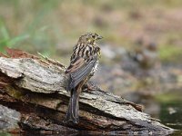 Emberiza citrinella 97, Geelgors, Saxifrag-Luuk Vermeer