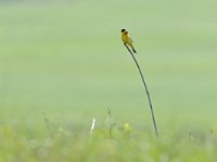 Emberiza melanocephala 15, Zwartkopgors, Saxifraga-Tom Heijnen