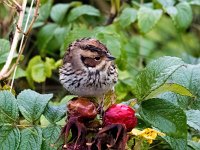 Emberiza pusilla 12, Dwerggors, Saxifraga-Bart Vastenhouw