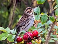 Emberiza pusilla 13, Dwerggors, Saxifraga-Bart Vastenhouw