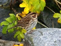 Emberiza pusilla 16, Dwerggors, Saxifraga-Bart Vastenhouw