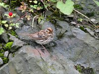 Emberiza pusilla 17, Dwerggors, Saxifraga-Tom Heijnen