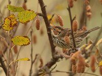 Emberiza pusilla 2, Dwerggors, Saxifraga-Mark Zekhuis