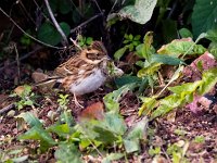 Emberiza rustica 2, Bosgors, Saxifraga-Bart Vastenhouw