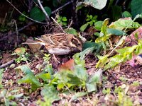 Emberiza rustica 3, Bosgors, Saxifraga-Bart Vastenhouw