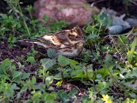 Emberiza rustica 5, Bosgors, Saxifraga-Bart Vastenhouw