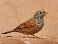 Emberiza sahari, House Bunting