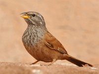 Emberiza sahari 2, Huisgors, Saxifraga-Tom Heijnen