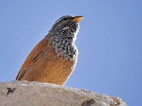 Emberiza sahari 3, Huisgors, Saxifraga-Tom Heijnen