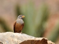 Emberiza sahari 4, Huisgors, Saxifraga-Tom Heijnen