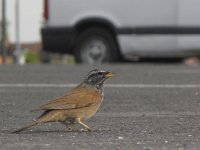 Emberiza sahari 5, Huisgors, Saxifraga-Rob Felix : Animalia, Aves, Chordata, animal, bird, dier, dieren, gewervelde dieren, vertebraat, vertebrate, vogel, vogels