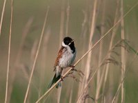 Emberiza schoeniclus 100, Rietgors, Saxifraga-Luuk Vermeer