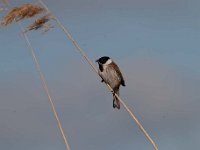 Emberiza schoeniclus 102, Rietgors, Saxifraga-Luuk Vermeer