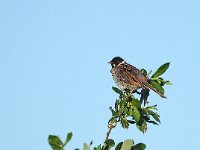 Emberiza schoeniclus 104, Rietgors, Saxifraga-Hans Dekker