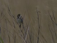 Emberiza schoeniclus 105, Rietgors, Saxifraga-Jan Nijendijk