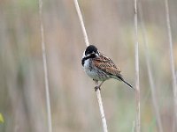 Emberiza schoeniclus 107, Rietgors, Saxifraga-Luuk Vermeer