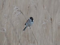 Emberiza schoeniclus 111, Rietgors, Saxifraga-Luuk Vermeer