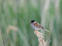 Emberiza schoeniclus 115, Rietgors, Saxifraga-Luuk Vermeer